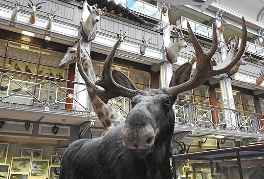 Museums in Dublin: Museums of Ireland Natural History