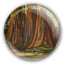 Redwoods B2
