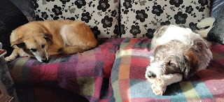 Photograph of two rescued, mixed-breed dogs lying on a couch.