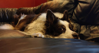Photo of a red and white border collie lying on a couch.