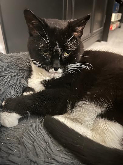 A picture of a black and white cat