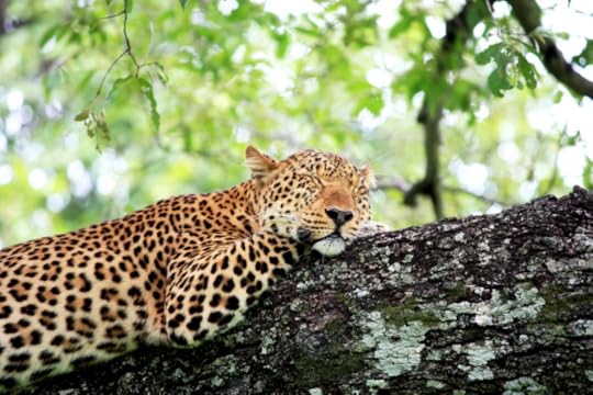 sleeping tiger