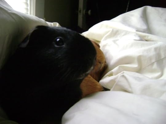 Rachel E Smith guinea pigs Murderface and Pickles