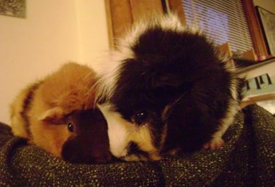 Rachel E Smith guinea pigs Ozma and Finny