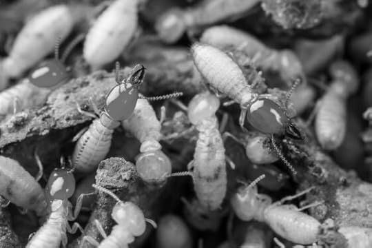 How important are soil invertebrates for our future?