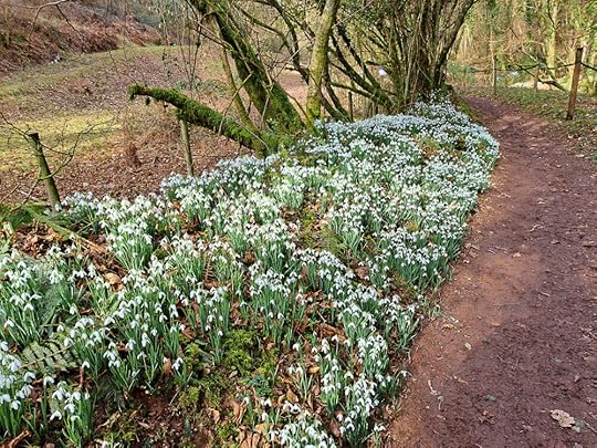 Snowdrops in Snowdrop Valley on Exmoor