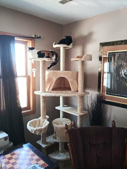 Image shows a “cat tree” with a calico cat and black cat sitting on different levels. The calico is looking out the window.