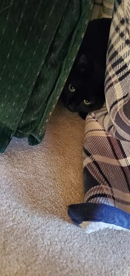 Image shows a black cat hiding under a blanket.