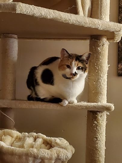 Image shows a calico cat perched on the shelf of a cat tree.
