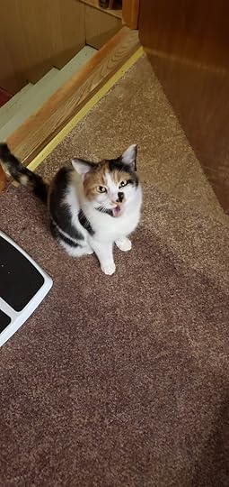 Image shows a calico cat looking up at the camera with her mouth open