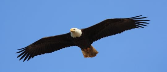 Bald eagle in flight