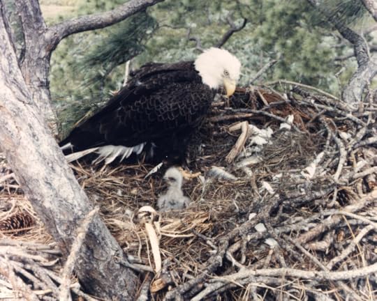 Bald eagle nest