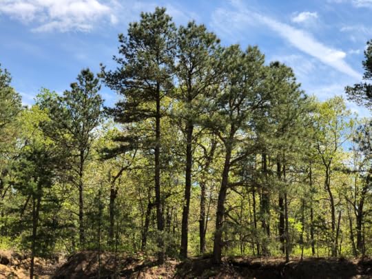 Pitch pines NJ pine barrens