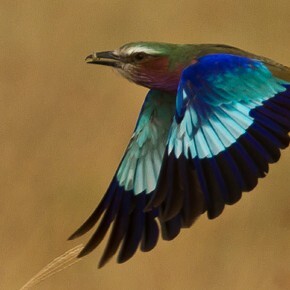 Bird-Flying