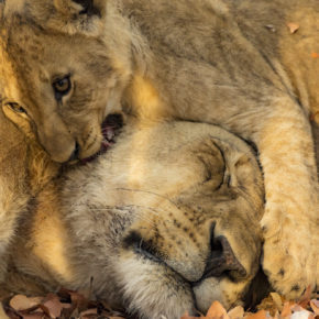 African lions
