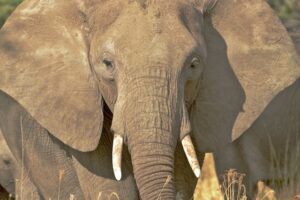 Saving Wild Elephant