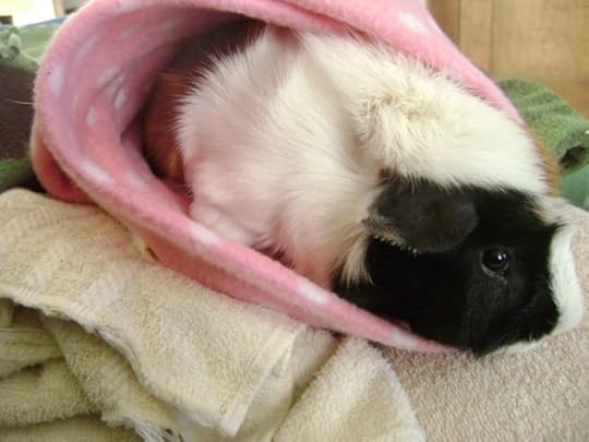 Rachel E Smith guinea pig Horace