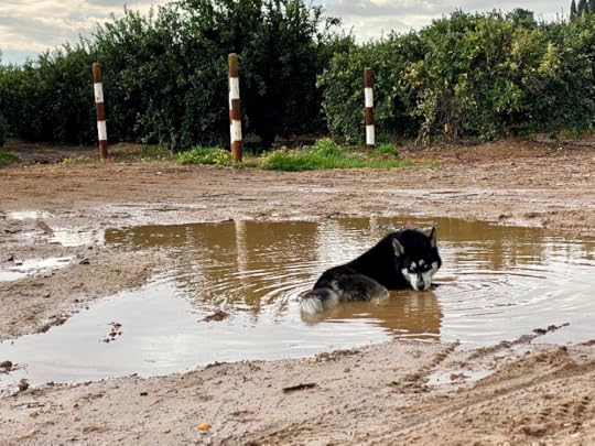 An husky dog in a mud puddle