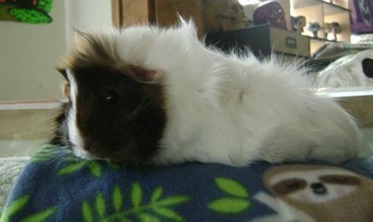 Rachel E Smith guinea pig Snuffy
