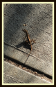 house gecko1