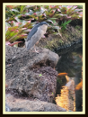 blueheron1