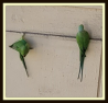 parrots1