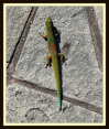 greenlizard1