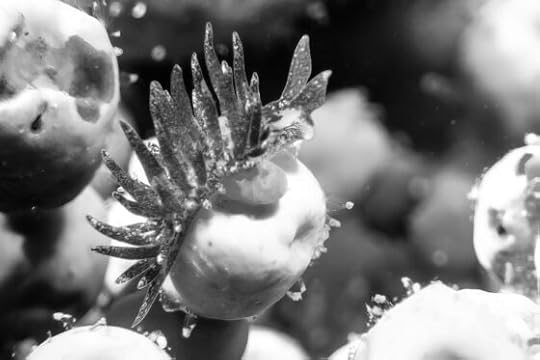 Photosynthesising sea slug steals plant organs to survive