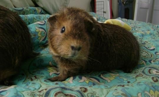 Rachel E Smith guinea pig Twiglet