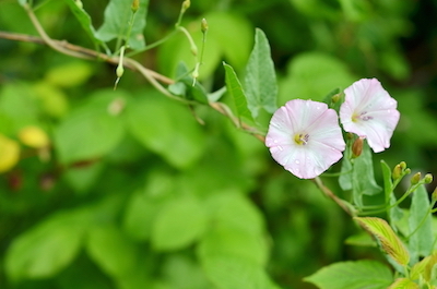 Flowering field bindweed (Convolvulus arvensis) in a garden