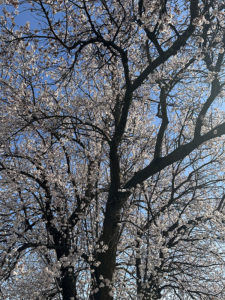 First cherry display on my street