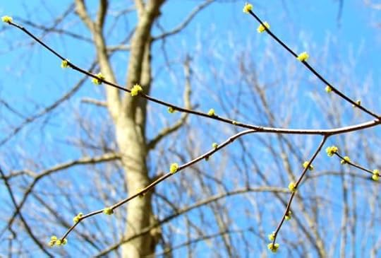 spring buds
