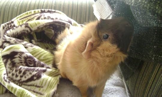 Rachel E Smith guinea pig Ozma