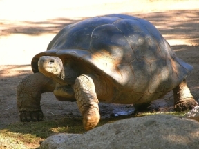 tortoise-ground-species-Galapagos-Islands-home-archipelago
