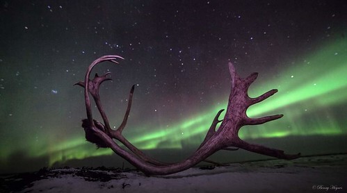 Northern lights and nature images, above the arctic circle, Norway. Photographer Benny Høynes