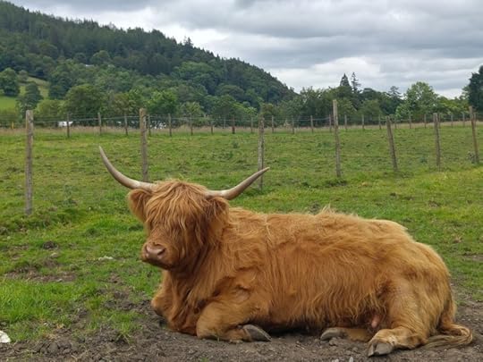 photo of HIghland cattle