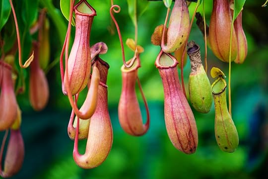 Nepenthes tropical pitcher plants