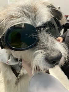 a terrier mix wearing goggles to protect her eyes from laser light