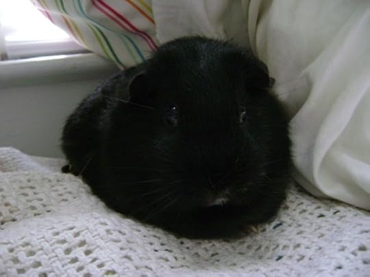 Rachel E Smith guinea pig Murderface