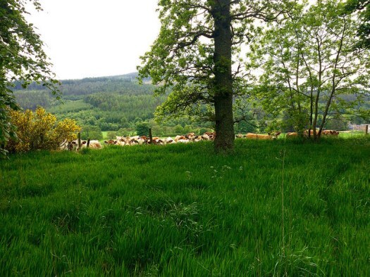 lineup of cows