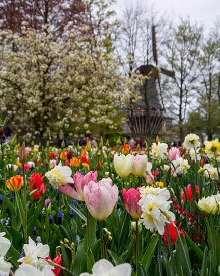 Pink and White Tulips in Bloom (Holland) By ambrosiniv