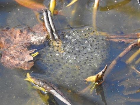 Wood frog eggs in water lily