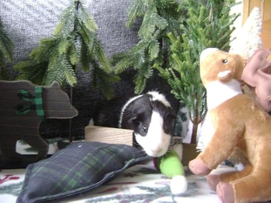 Rachel E Smith guinea pig Thorfy