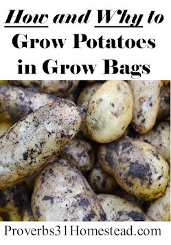 How and Why to Grow Potatoes in Grow Bags