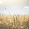 haiku: zon