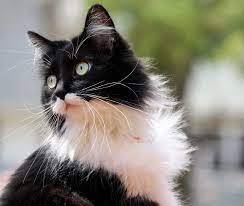 Black and White Cats: 11 Fascinating Facts About These Dapper Felines | The Dog People by Rover.com