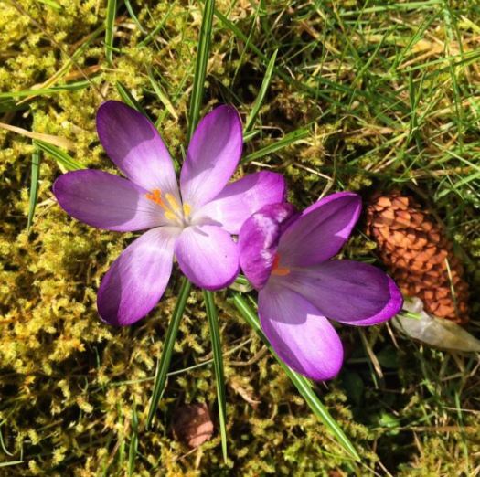 spring flowers - crocus in the garden