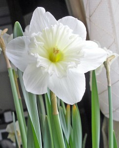Narcissus