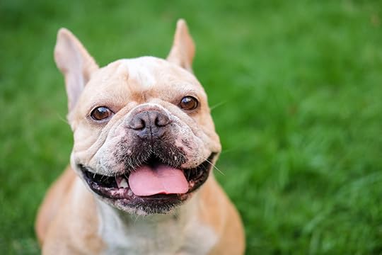 French bulldog