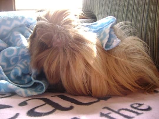 Rachel E Smith guinea pig Danger Crumples